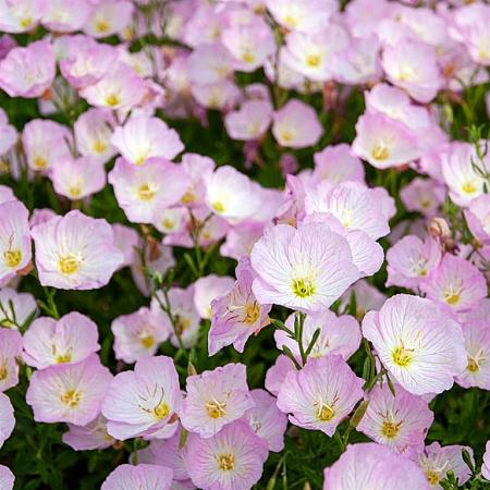 Oenothera speciosa 'Siskiyou' Pot 9 cm