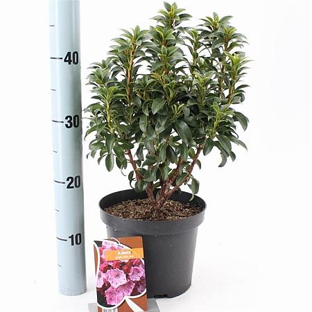 Kalmia lat. 'Little Linda' Pot 3 liter 25-30cm