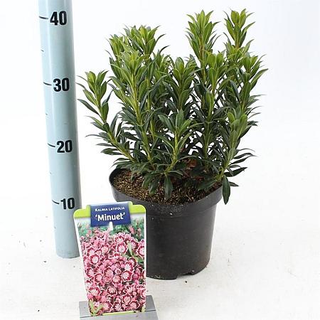 Kalmia lat. 'Minuet' Pot 3 liter 25-30cm