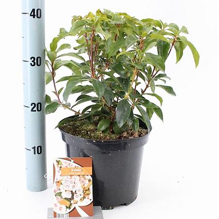 Kalmia lat. 'Peppermint' Pot 4 liter 25-30cm