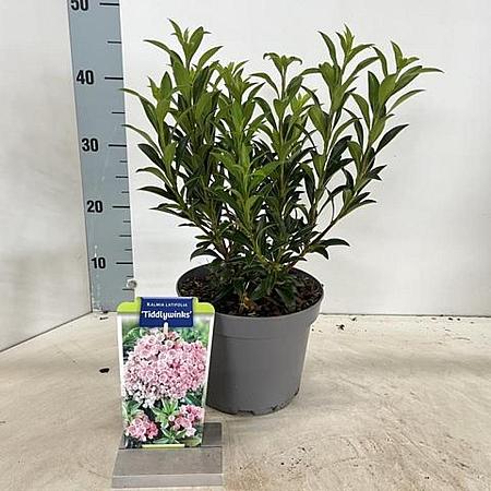Kalmia lat. 'Tiddlywinks' Pot 3 liter 25-30cm
