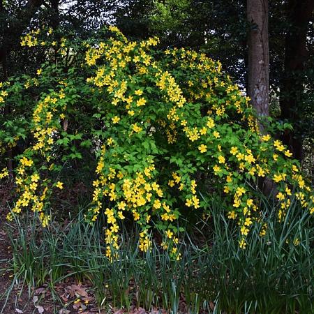 Kerria jap. 'Golden Guinea' Pot 20 Liter 125 - 150 cm