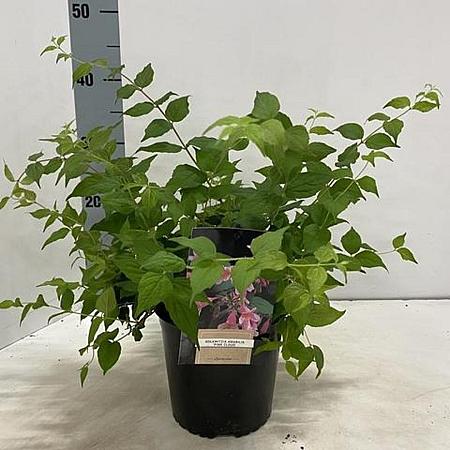 Kolkwitzia amabilis 'Pink Cloud' Pot 2 Liter40 - 50 cm