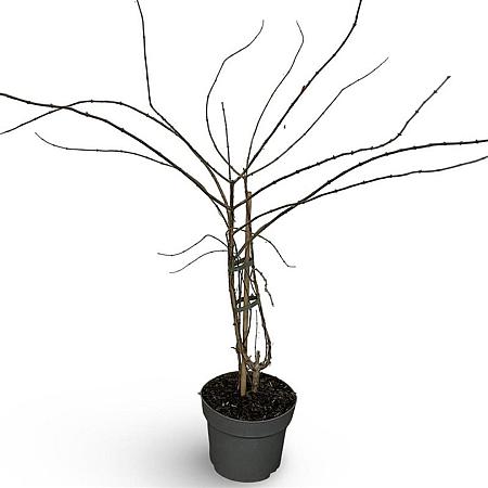 Kolkwitzia amabilis 'Pink Cloud' Pot 4 Liter 40 - 60 cm