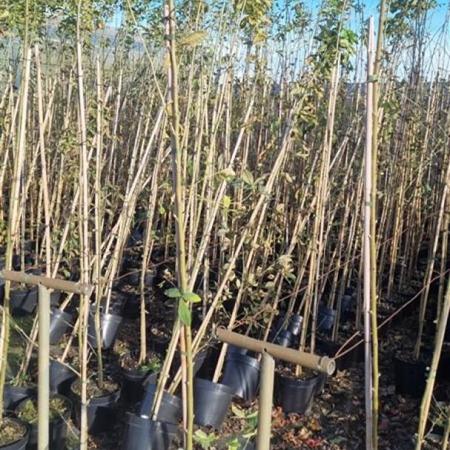 Laburnum anagyroides Pot 7,5 Liter 175 - 200 cm