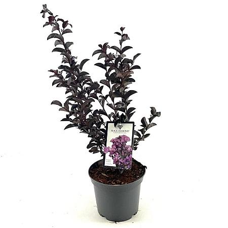 Lagerstroemia Black Solit. Series Pot 3 Liter 40 - 50 cm