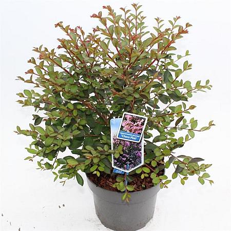 Lagerstroemia i. Choco Pink Pot 5 Liter 50 - 60 cm