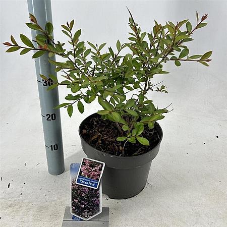 Lagerstroemia i. Choco Pink Pot 5 Liter 50 - 60 cm