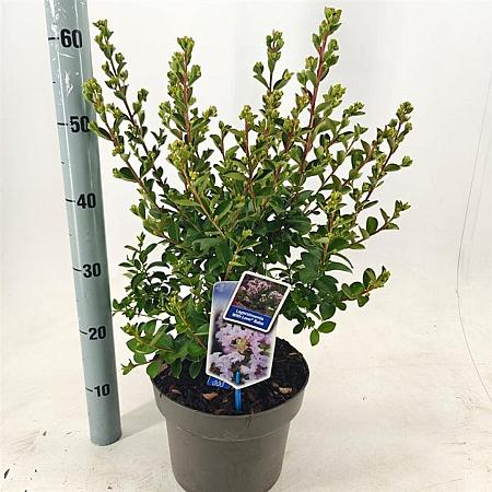 Lagerstroemia i. With Love Babe Pot 5 Liter 40 - 60 cm