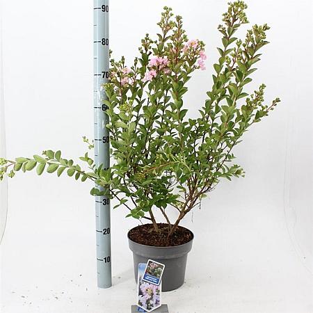 Lagerstroemia i. With Love Babe Pot 5 Liter 40 - 60 cm