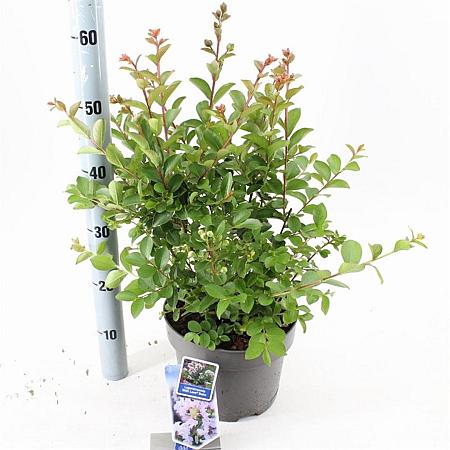 Lagerstroemia i. With Love Babe Pot 5 Liter 40 - 60 cm