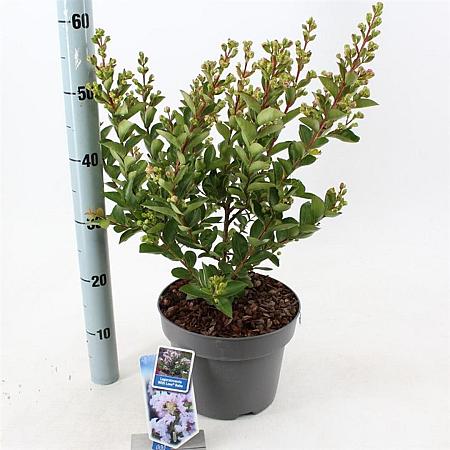Lagerstroemia i. With Love Babe Pot 5 Liter 40 - 60 cm