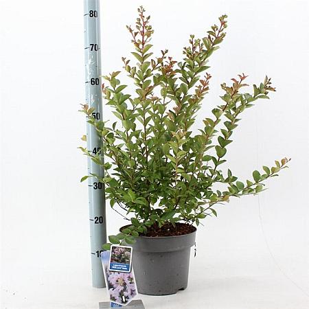 Lagerstroemia i. With Love Babe Pot 5 Liter 40 - 60 cm