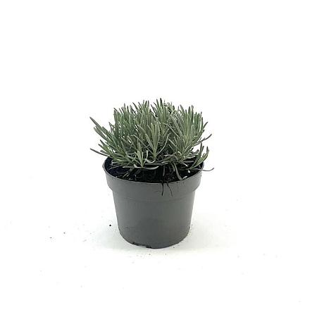 Lavandula int. 'Grosso' Pot 2 Liter