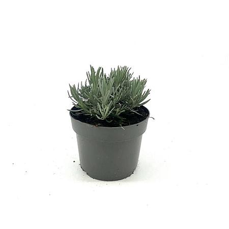Lavandula int. Phenomenal Pot 2 Liter