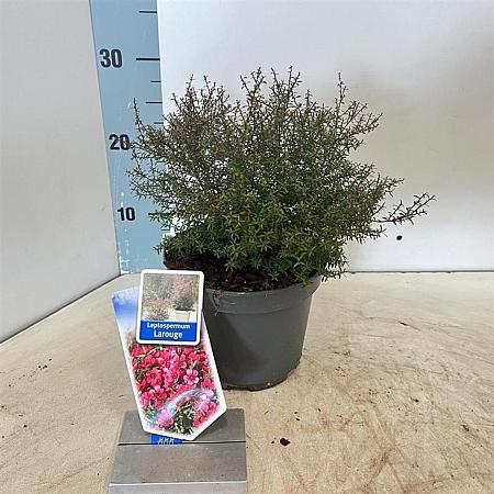 Leptospermum scop. Larouge Pot 2 Liter30 - 40 cm