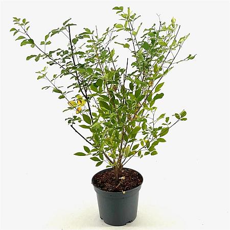 Lespedeza thunbergii Pot 3 Liter 40 - 50 cm