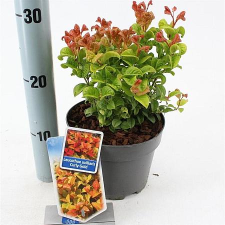 Leucothoe axillaris Curly Gold Pot 2 Liter 20 - 30 cm