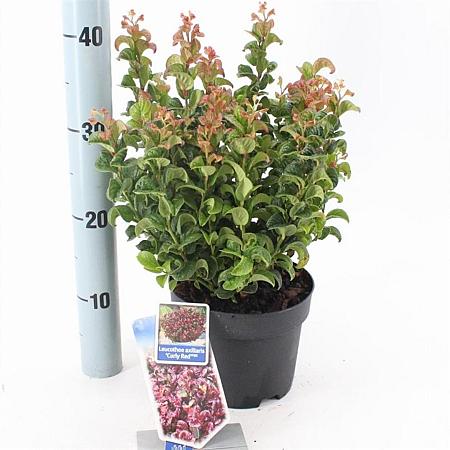 Leucothoe axillaris 'Curly Red' Pot 2 Liter 20 - 30 cm