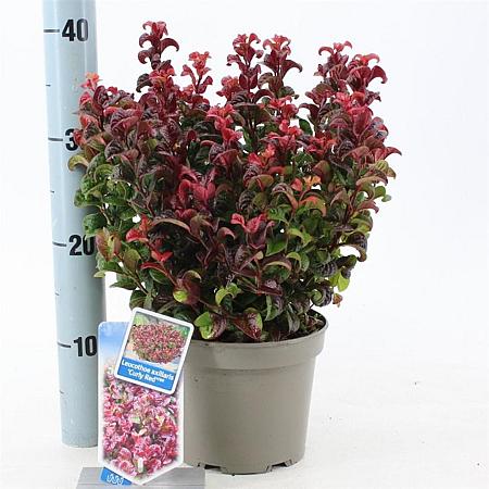 Leucothoe axillaris 'Curly Red' Pot 2 Liter 20 - 30 cm