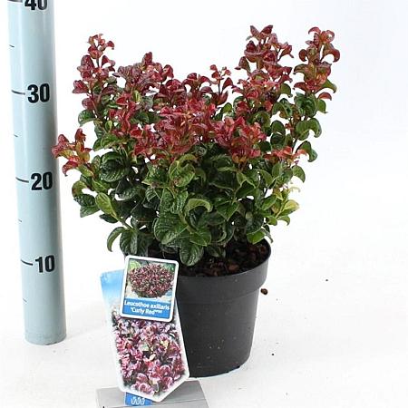 Leucothoe axillaris 'Curly Red' Pot 2 Liter 20 - 30 cm