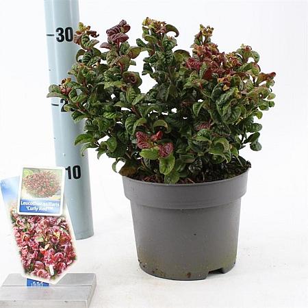 Leucothoe axillaris 'Curly Red' Pot 2 Liter 20 - 30 cm