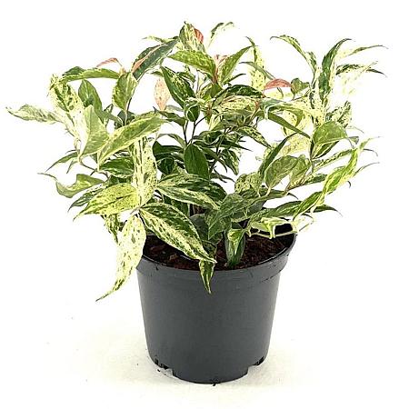 Leucothoe f. 'Rainbow' Pot 2 Liter 20 - 30 cm