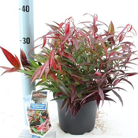 Leucothoe keiskei Burning Love Pot 2 liter 25-30cm