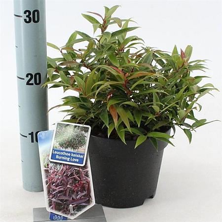 Leucothoe keiskei Burning Love Pot 2 liter 25-30cm