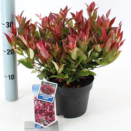 Leucothoe Scarletta Pot 2 liter 25-30cm