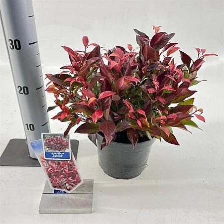 Leucothoe Scarletta Pot 2 liter 25-30cm