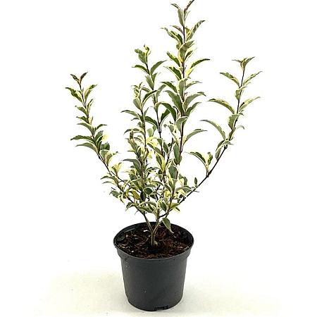 Ligustrum j. 'Colombine' Pot 2 Liter40 - 50 cm