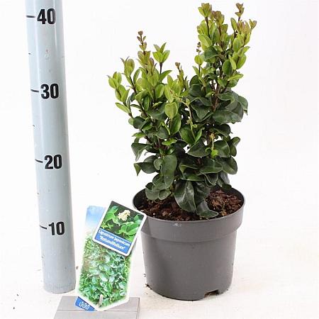 Ligustrum j. 'Rotundifolium' Pot 2 liter 25-30cm