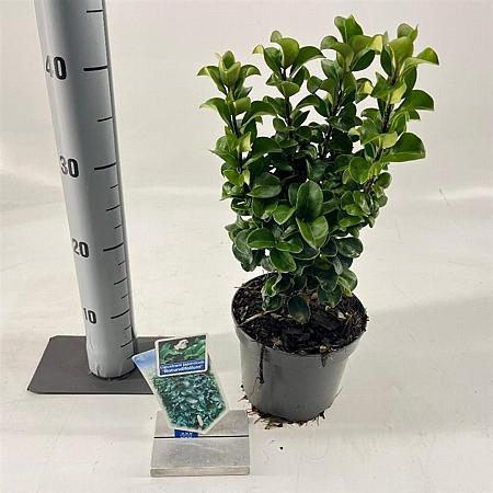 Ligustrum j. 'Rotundifolium' Pot 2 liter 25-30cm