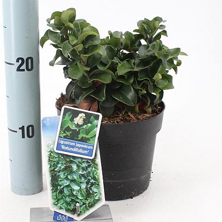 Ligustrum j. 'Rotundifolium' Pot 2 liter 25-30cm