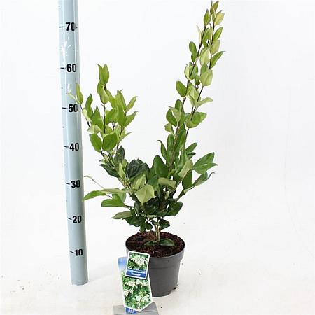 Ligustrum j. 'Texanum' Pot 2 liter 25-30cm