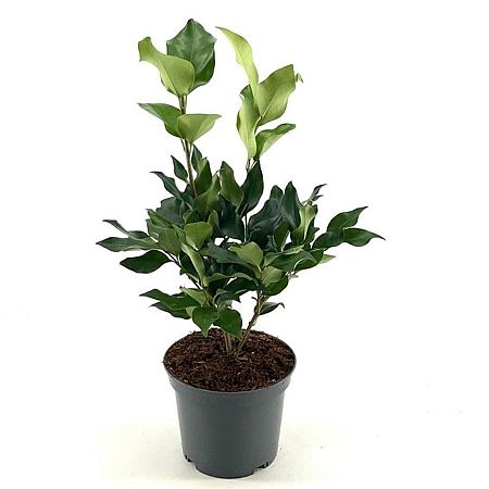 Ligustrum j. 'Texanum' Pot 2 liter 25-30cm
