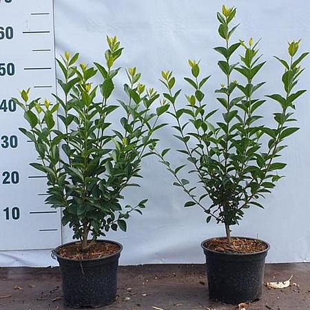 Ligustrum ovalifolium Pot 2 Liter40 - 60 cm