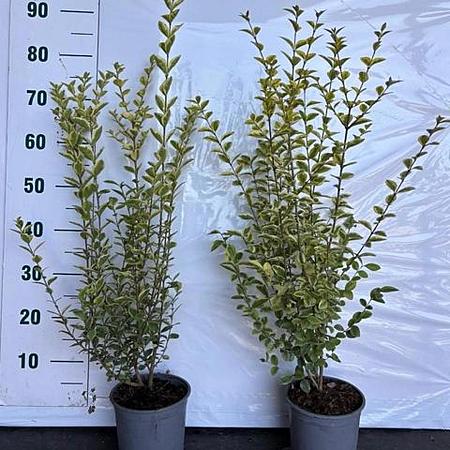 Ligustrum oval. 'Aureum' Pot 2 Liter30 - 40 cm