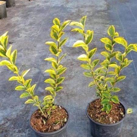 Ligustrum oval. 'Aureum' Pot 2 Liter30 - 40 cm