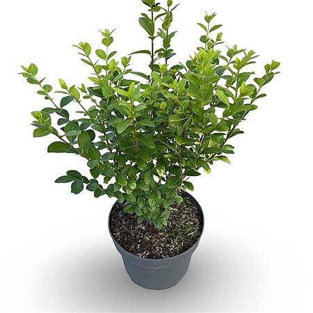 Ligustrum oval. 'Aureum' Pot 4 Liter 40 - 60 cm
