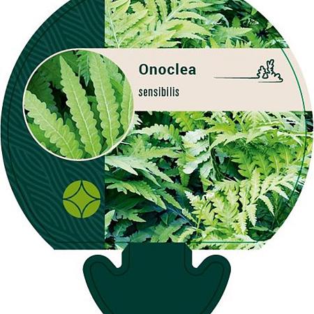 Onoclea sensibilis Pot 9 cm