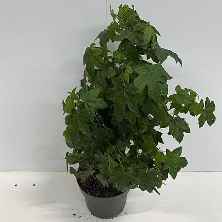 Liquidambar styraciflua Pot 4 Liter 40 - 60 cm