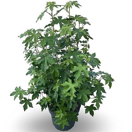 Liquidambar styraciflua Pot 35 Liter 175 - 200 cm