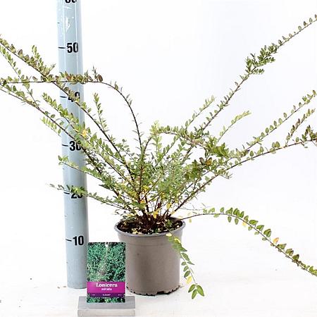 Lonicera nit. 'Elegant' Pot 15 cm