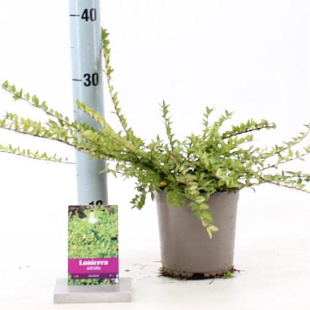 Lonicera nit. 'Maigrün' Pot 15 cm