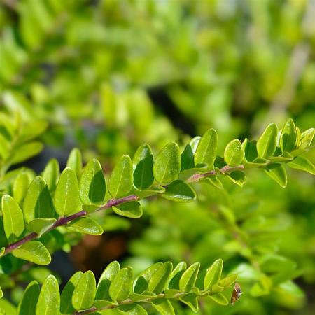 Lonicera nit. 'Maigrün' Pot 15 cm