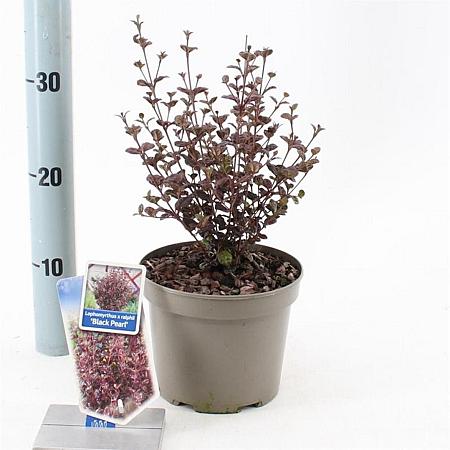 Lophomyrtus ralphii Black Pearl Pot 2 liter 25-30cm