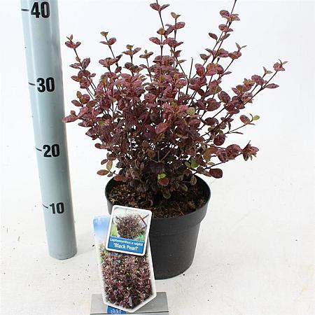 Lophomyrtus ralphii Black Pearl Pot 2 liter 25-30cm