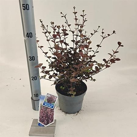 Lophomyrtus ralphii Black Pearl Pot 2 liter 25-30cm